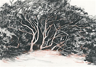 Drawing Trees with Jake Spicer (Online)