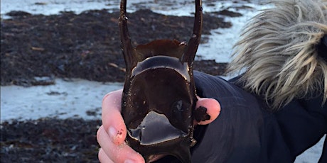 Easter Holidays - Shark-egg hunt