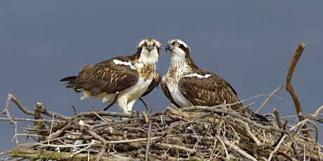 Central Borders Group AGM and talk on Old Melrose ospreys