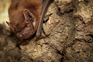 Bat Talk and Walk at Brandon Marsh Nature Reserve primary image