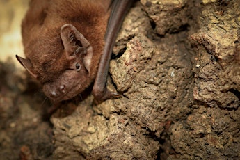 Bat Talk and Walk at Brandon Marsh Nature Reserve
