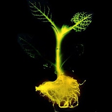 Meet the Glowing Plant @ Biocurious primary image