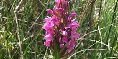 Discover wildflowers and orchids at Cors Goch, Anglesey primary image