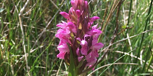 Discover wildflowers and orchids at Cors Goch, Anglesey  primärbild