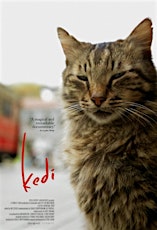 Imagen principal de Mujeres cineastas en el Mediterráneo. ``Kedi. Los gatos de Estambul´