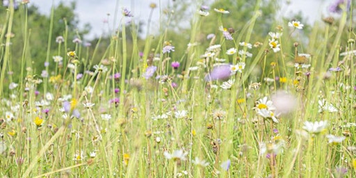 Imagem principal do evento Tullich wildflower meadow maintenance