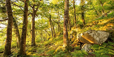 Coed Crafnant Celtic Rainforest Walk  primärbild