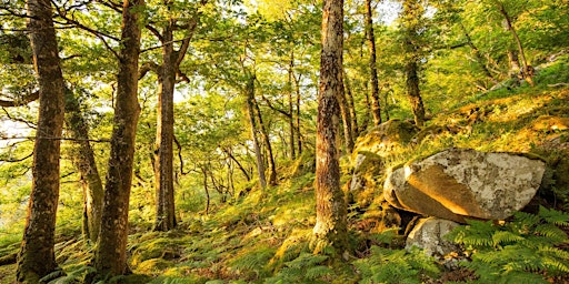 Coed Crafnant Celtic Rainforest Walk  primärbild