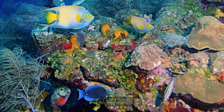 Hauptbild für Colors of the Sea: Exploring the Biodiversity of Florida’s Marine Life