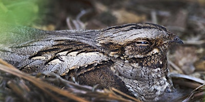 Primaire afbeelding van Creatures of the night