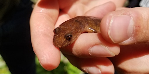 Primaire afbeelding van Sleuthing for Salamanders at Siuslaw Model Forest