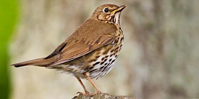 Hauptbild für Dawn Chorus on The Stiperstones National Nature reserve