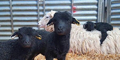 Primaire afbeelding van Lambing at Idle Valley