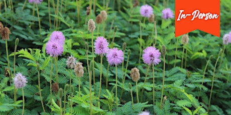 Hauptbild für Groundbreaking Groundcovers (In Person)