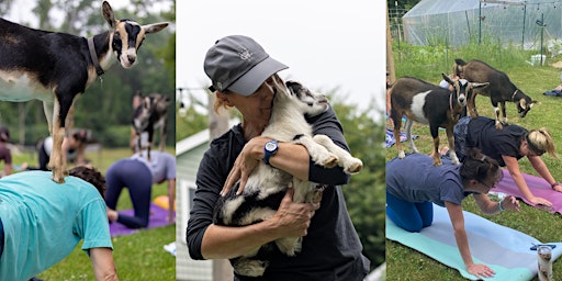 Imagem principal do evento Baby Goat Yoga