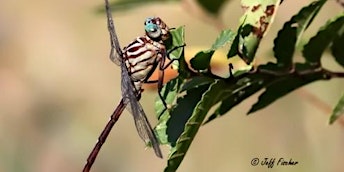 Chasing the Dragons: Beginning Dragonfly Identification primary image