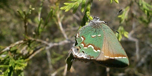 Imagem principal do evento Spring Wildflower Foray: Butterflies at Allens Creek