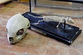 Hauptbild für Animal Skull Identification (w/ Beth Girard)