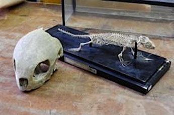 Animal Skull Identification (w/ Beth Girard)