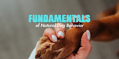 Dog Psychology 101: Fundamentals primary image