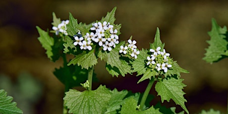 Spring Wildflower Foray: Weed Wrangle and Wildflower Watch