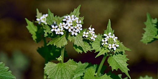 Hauptbild für Spring Wildflower Foray: Weed Wrangle and Wildflower Watch