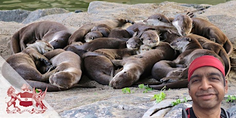 The Return of the Smooth-Coated Otter to Singapore