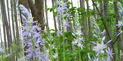 Imagen principal de Spring Wildflower Foray: Wild Hyacinth Hike