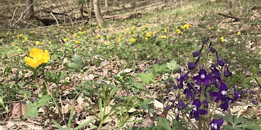 Imagem principal de Spring Wildflower Foray: Porter West Ramble