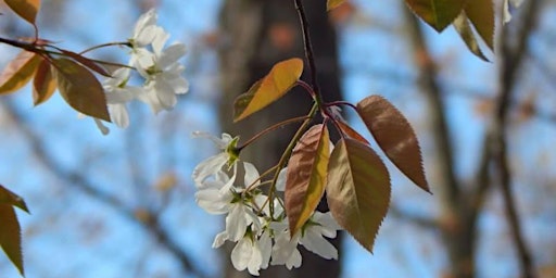 Image principale de Spring on the Mountain at Welsh Mountain Nature Preserve