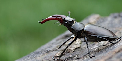 Imagem principal de Wellesley Woodlands Evening Wildlife Walk