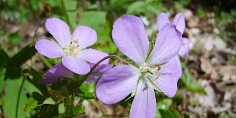 Spring Wildflower Foray: Low Gap Back Country