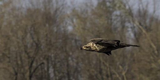 Immagine principale di Spring Wildflower Foray: Bird Hike at Stillwater Marsh 