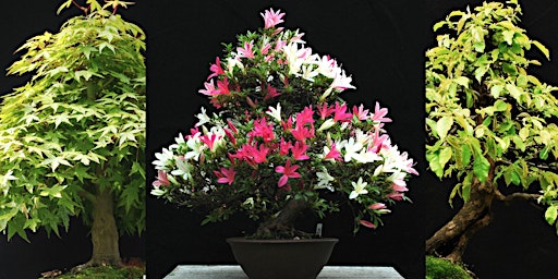 Primaire afbeelding van Beautiful Bonsai