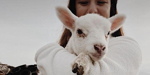Primaire afbeelding van Walnut Valley Farms Spring Lamb Day 2024