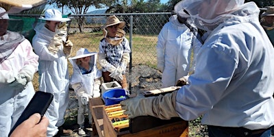 Primaire afbeelding van Spring Beekeeping Basics Workshop