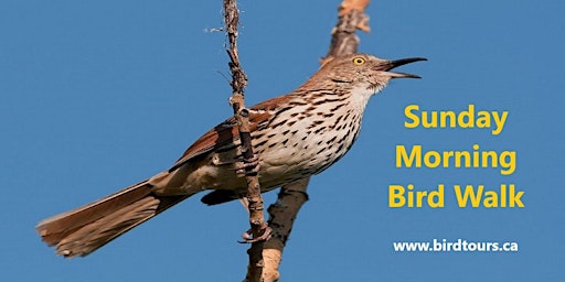 Imagem principal do evento Sunday Morning Bird Walk