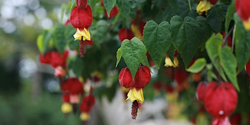 Hauptbild für Criando Jardins Sustentáveis com plantas nativas, com Helena Schanzer