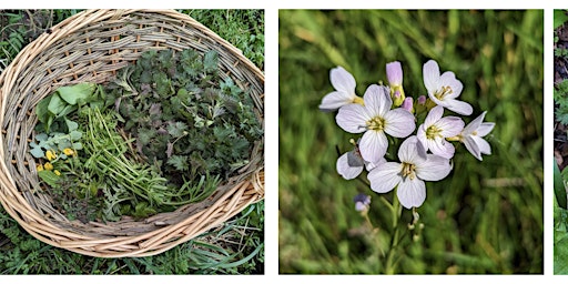 Hauptbild für AVNA  Foraging Event