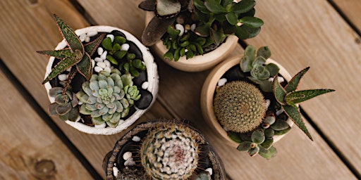 Imagem principal de Succulent Garden Workshop