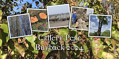 Callery Pear Buyback/Recall Event - Parkville, MO