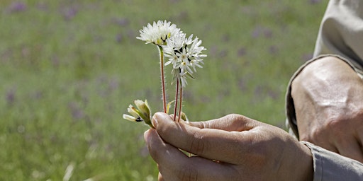 Agate Desert Preserve Wildflowers primary image