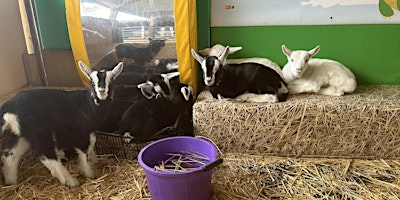 Adorable Goat Kid Bottle Feeding Session (Semi - Private Booking) primary image