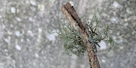 Learn how to become a “local field naturalist” / Convergences workshop