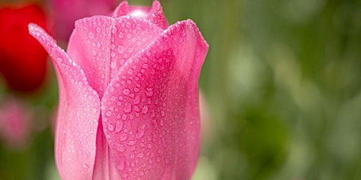 Tower Grove Spring Flower Walk primary image