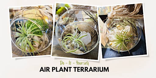 Make Your Own Air Plant Terrarium at Greenology Terrarium Bar  primärbild