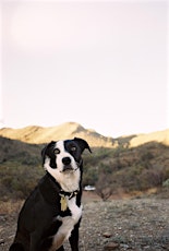 Make Your Own Leather Dog Collar - Creative Pursuits Arts Festival