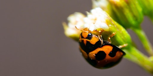 Imagen principal de Balconies for biodiversity: Creating gardens for wildlife in small spaces