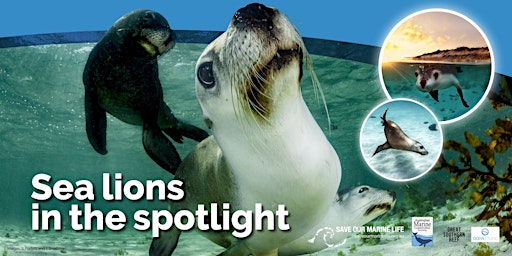 Primaire afbeelding van Sea Lions in the Spotlight