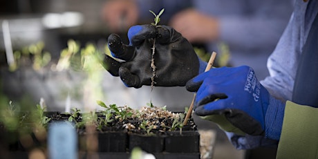 Hauptbild für Nursery Propagation - 27 May